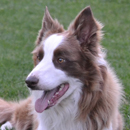 Copper was adopted in August, 2015